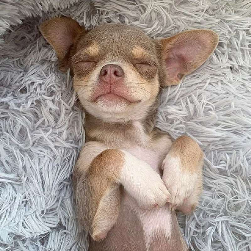 Super Soft Washable Dog Bed | Long Plush Calming Pet Bed for Deep Sleep, Velvet Sofa for Dogs & Cats